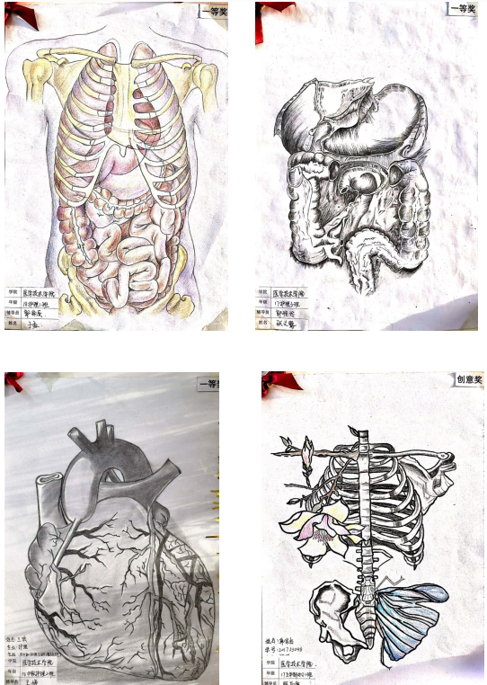 伊春职业学院医学技术学院首届“正常人体结构”绘图比赛圆满落幕